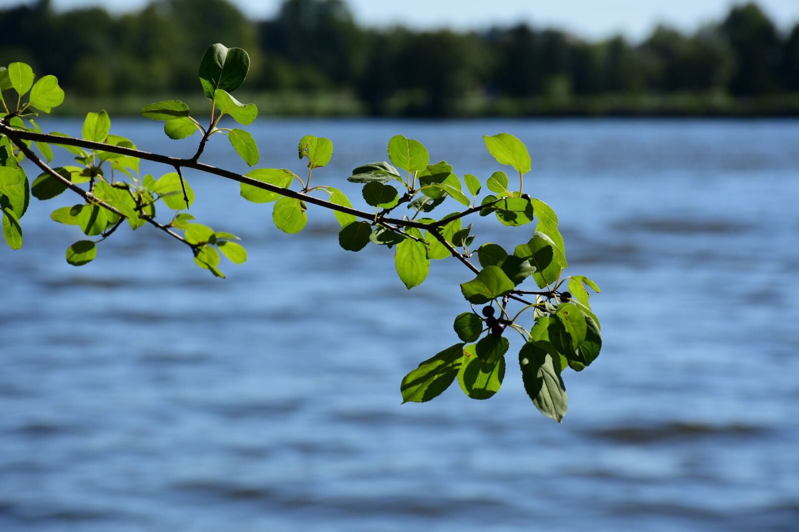 Nikon D7200 sample photo. Leaves, leaf, branch photography