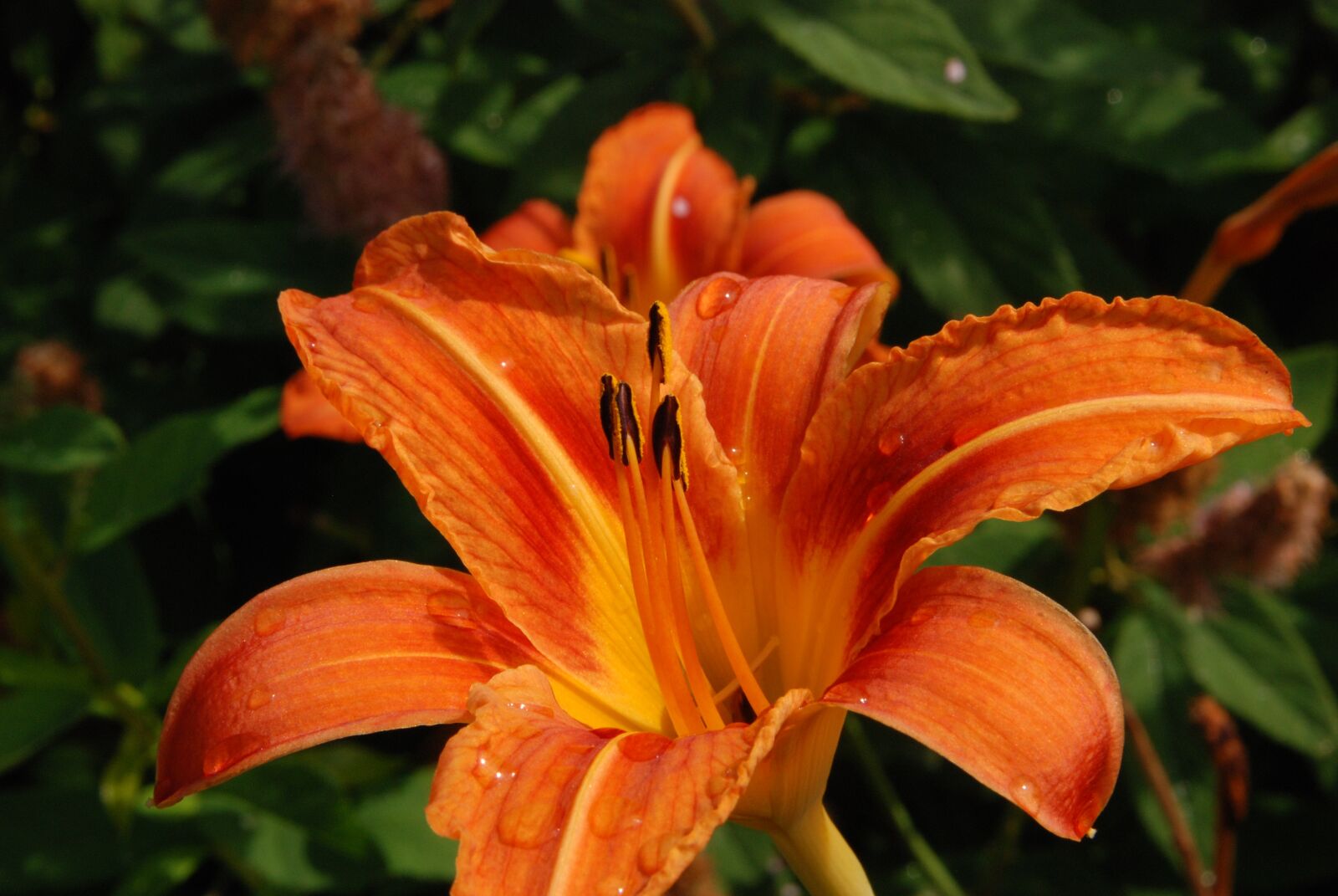 Nikon D80 sample photo. Lily, flower, flora photography