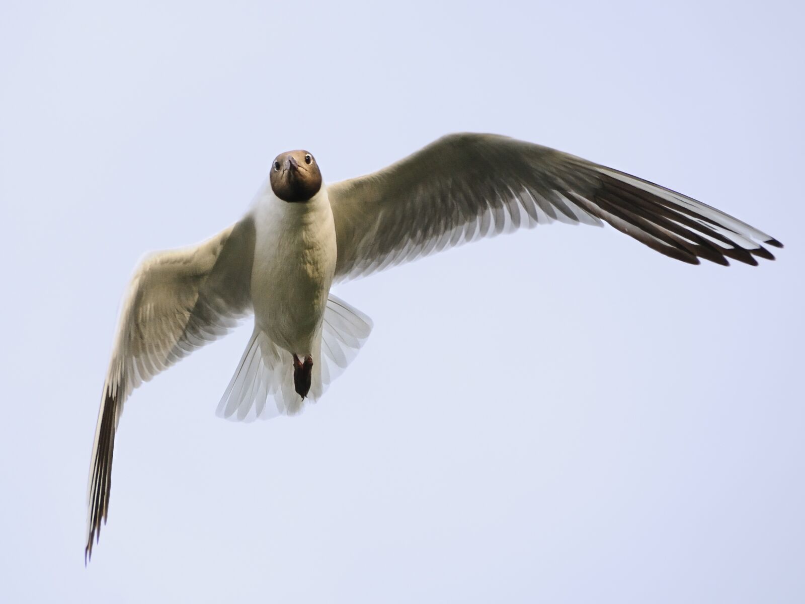 Nikon D300 sample photo. Seagull, bird, in flight photography