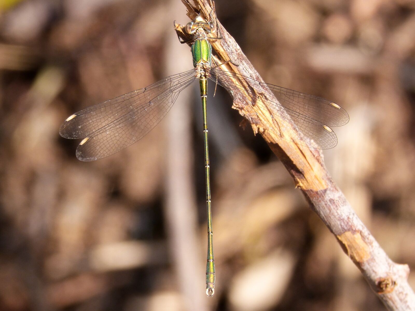 Panasonic DMC-FZ62 sample photo. Dragonfly, damselfly, green dragonfly photography