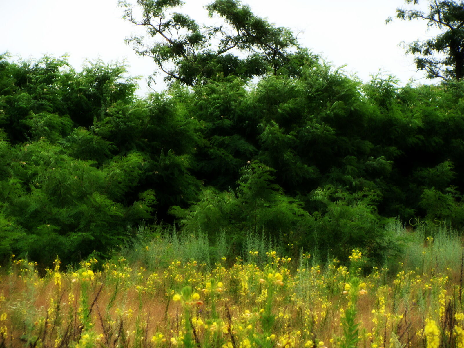 Sony Cyber-shot DSC-H10 sample photo. Field, green, yellow photography