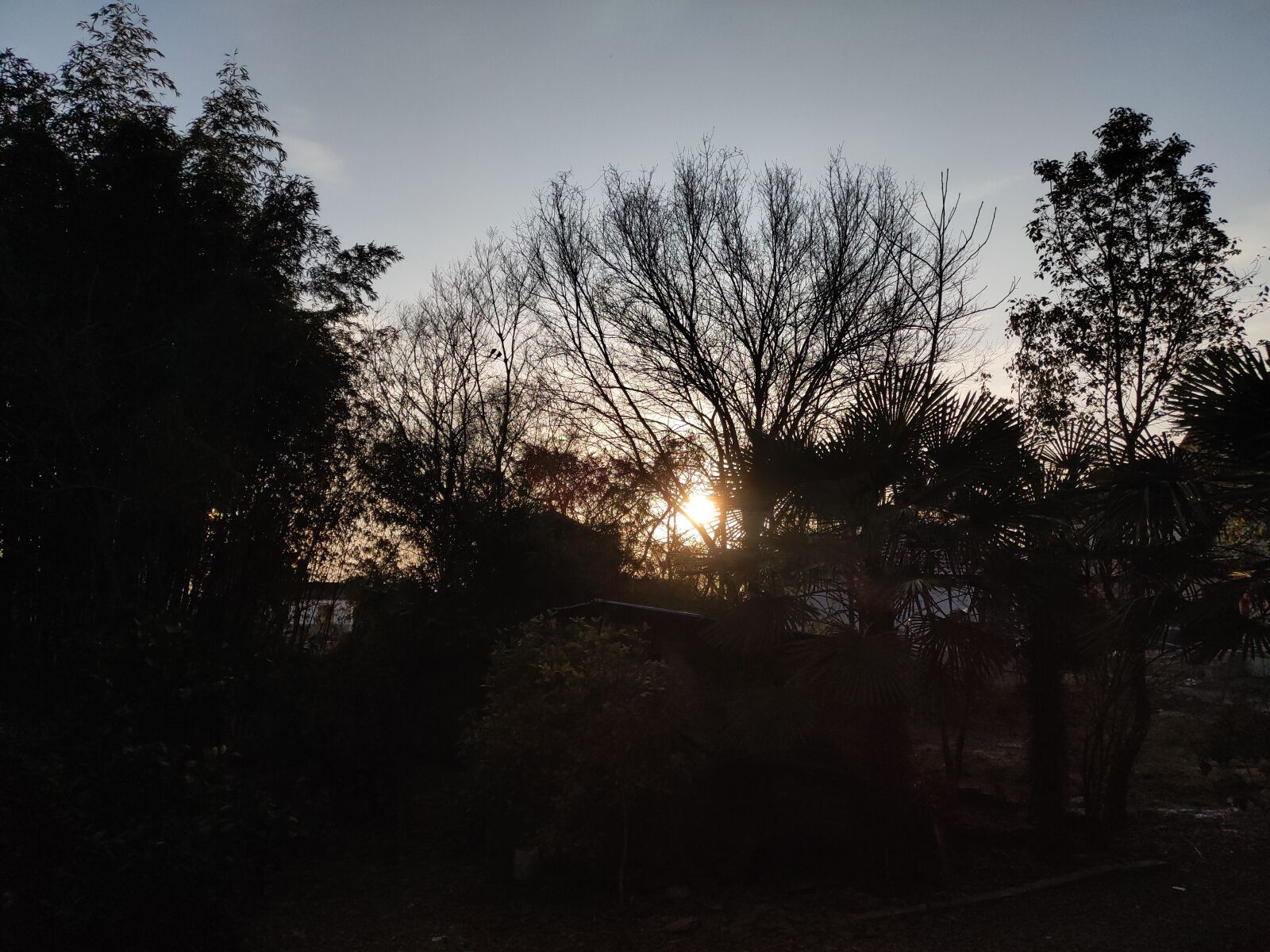 Meizu 16th sample photo. Sunset, tree, shadow photography