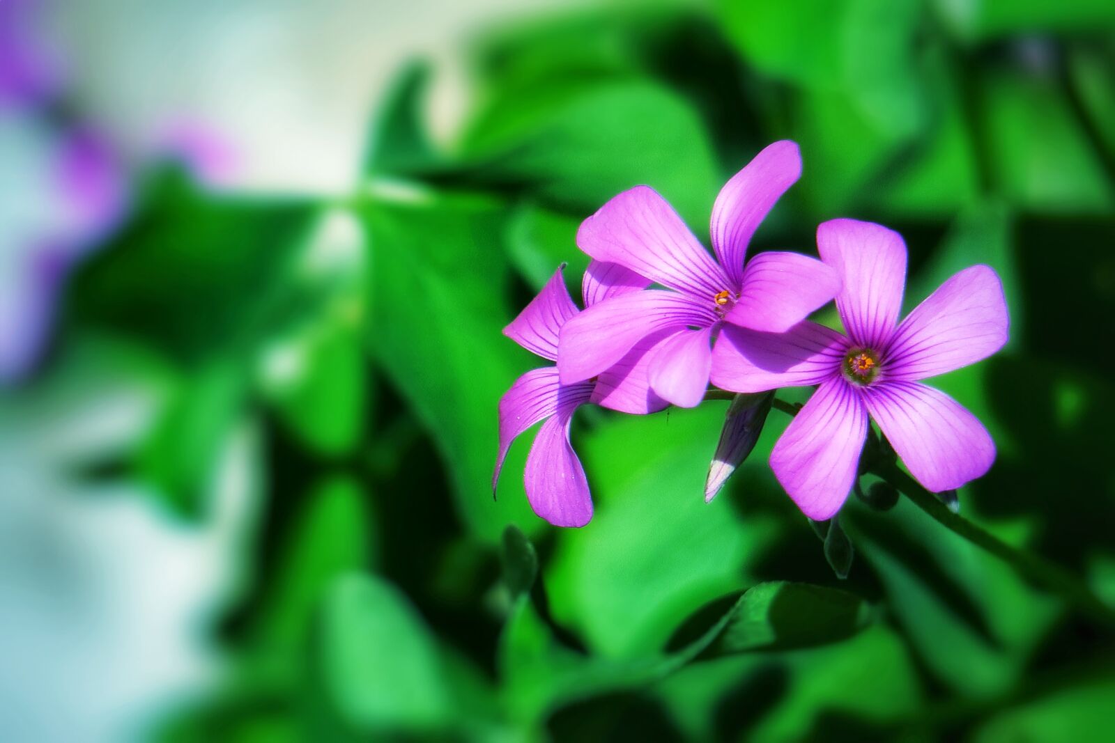 Canon PowerShot G3 X sample photo. Shamrock, hong kong, clover photography