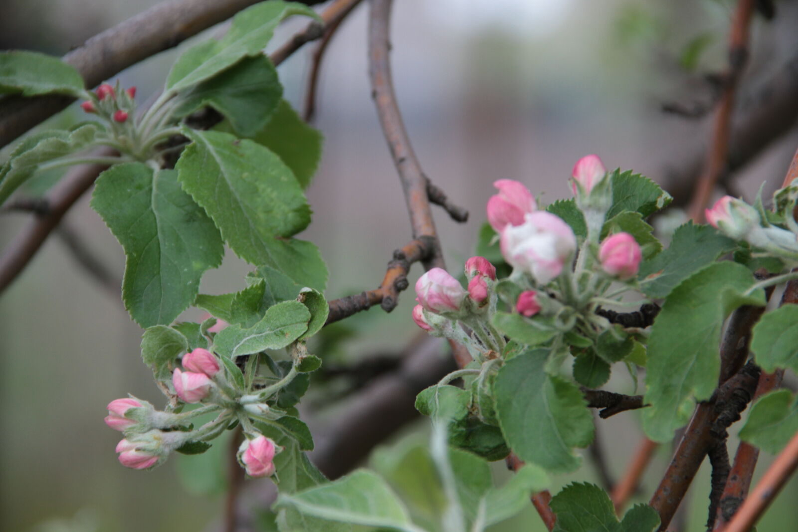 Canon EOS 7D sample photo. Apple, blossoms, flowers photography