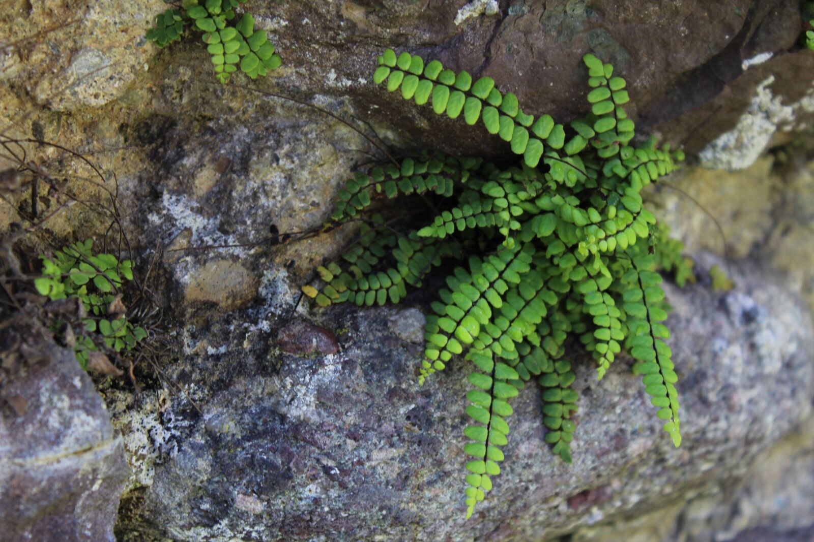 Canon EOS 1300D (EOS Rebel T6 / EOS Kiss X80) sample photo. Nature, leaves, green photography