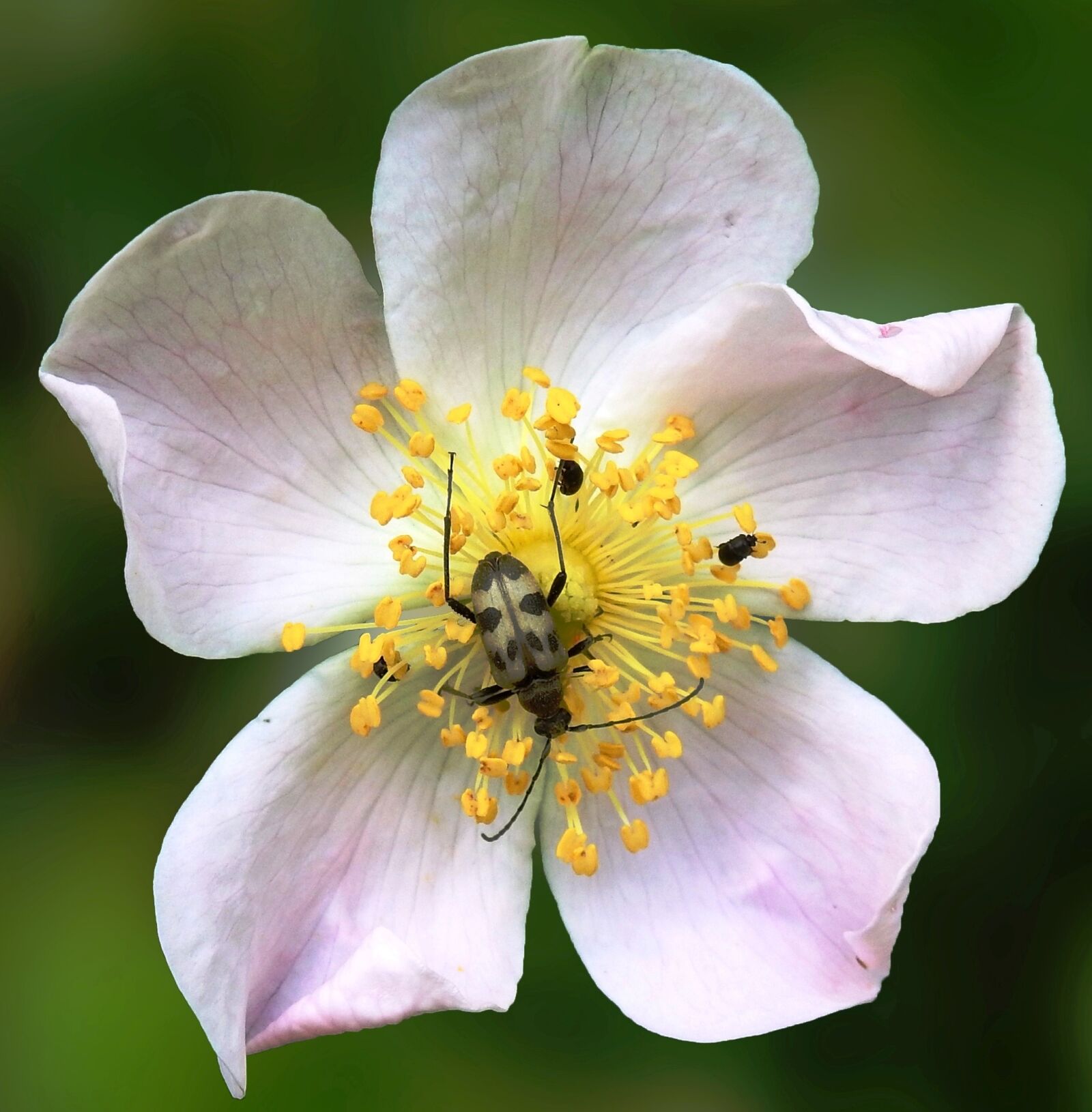 Nikon Coolpix P900 sample photo. Flower, nature, pollen photography