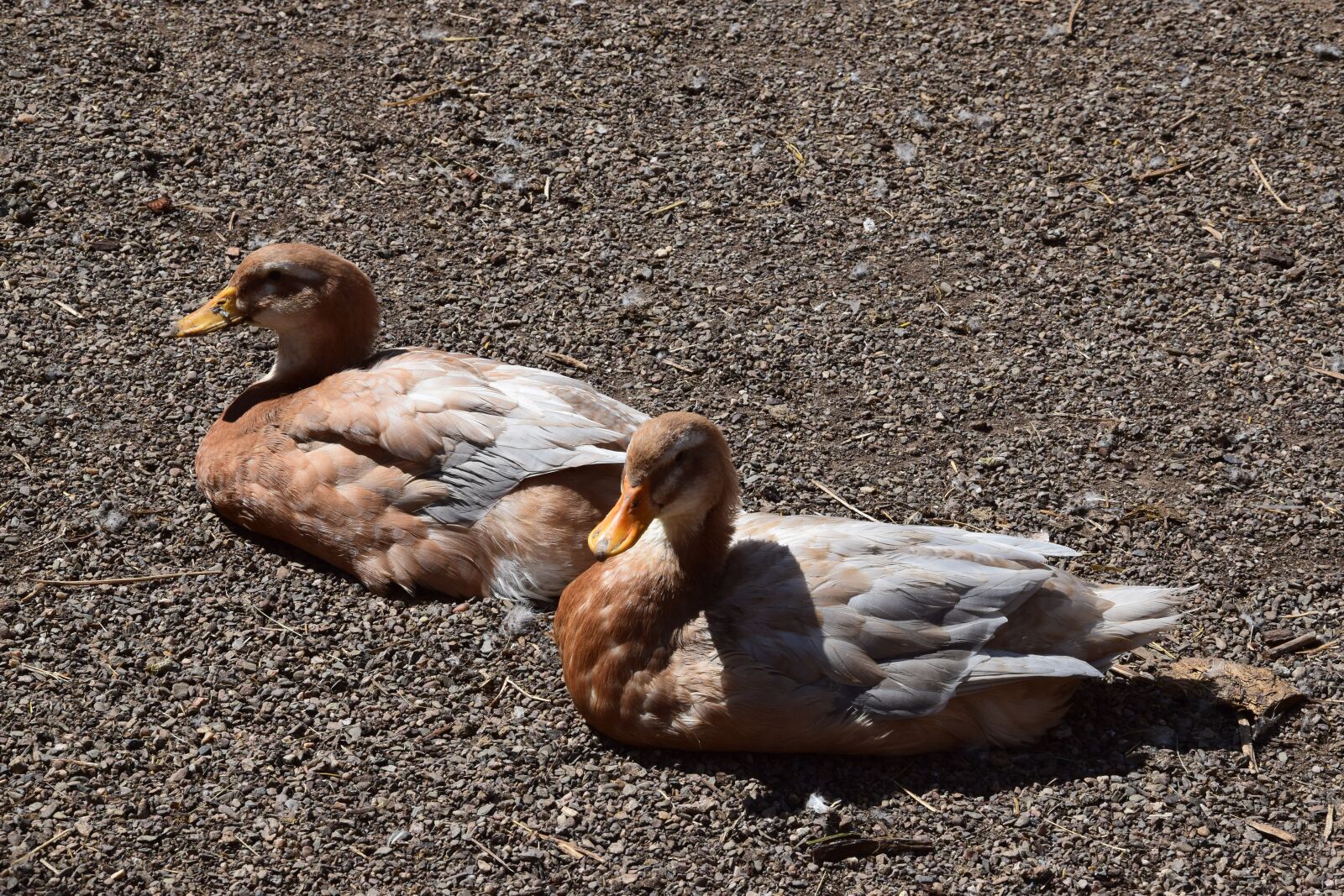Nikon D3300 sample photo. Ducks, drake, goose photography