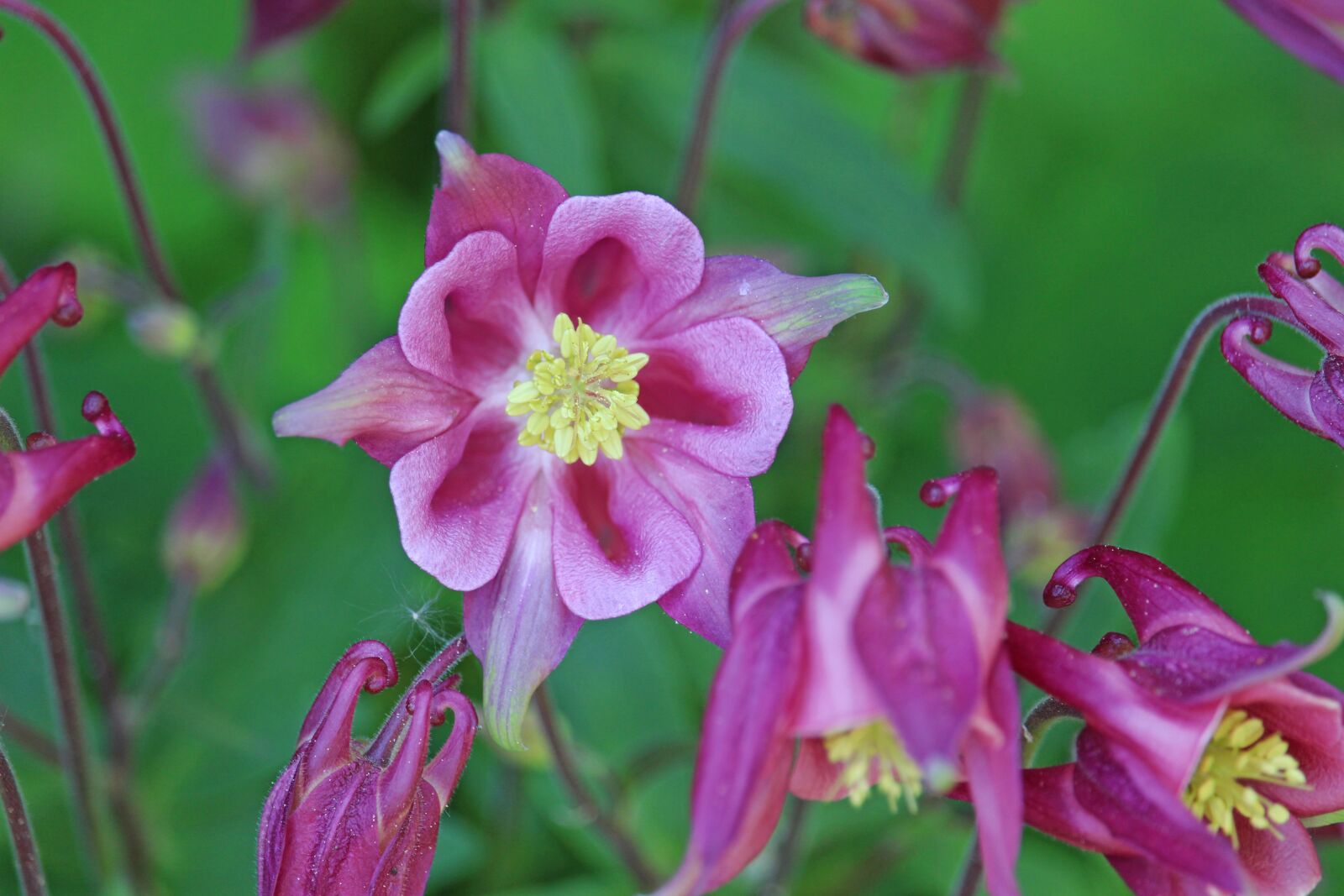 Canon EOS 700D (EOS Rebel T5i / EOS Kiss X7i) sample photo. Columbine, flower meadow, garden photography