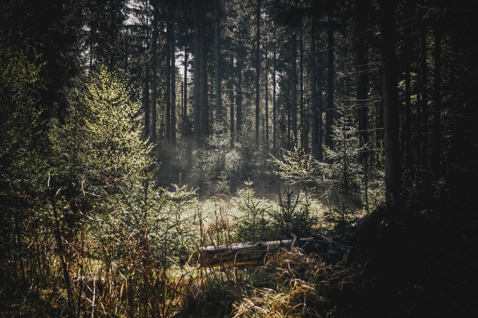 Sony DT 18-55mm F3.5-5.6 SAM II sample photo. Forest, tree, spruce photography