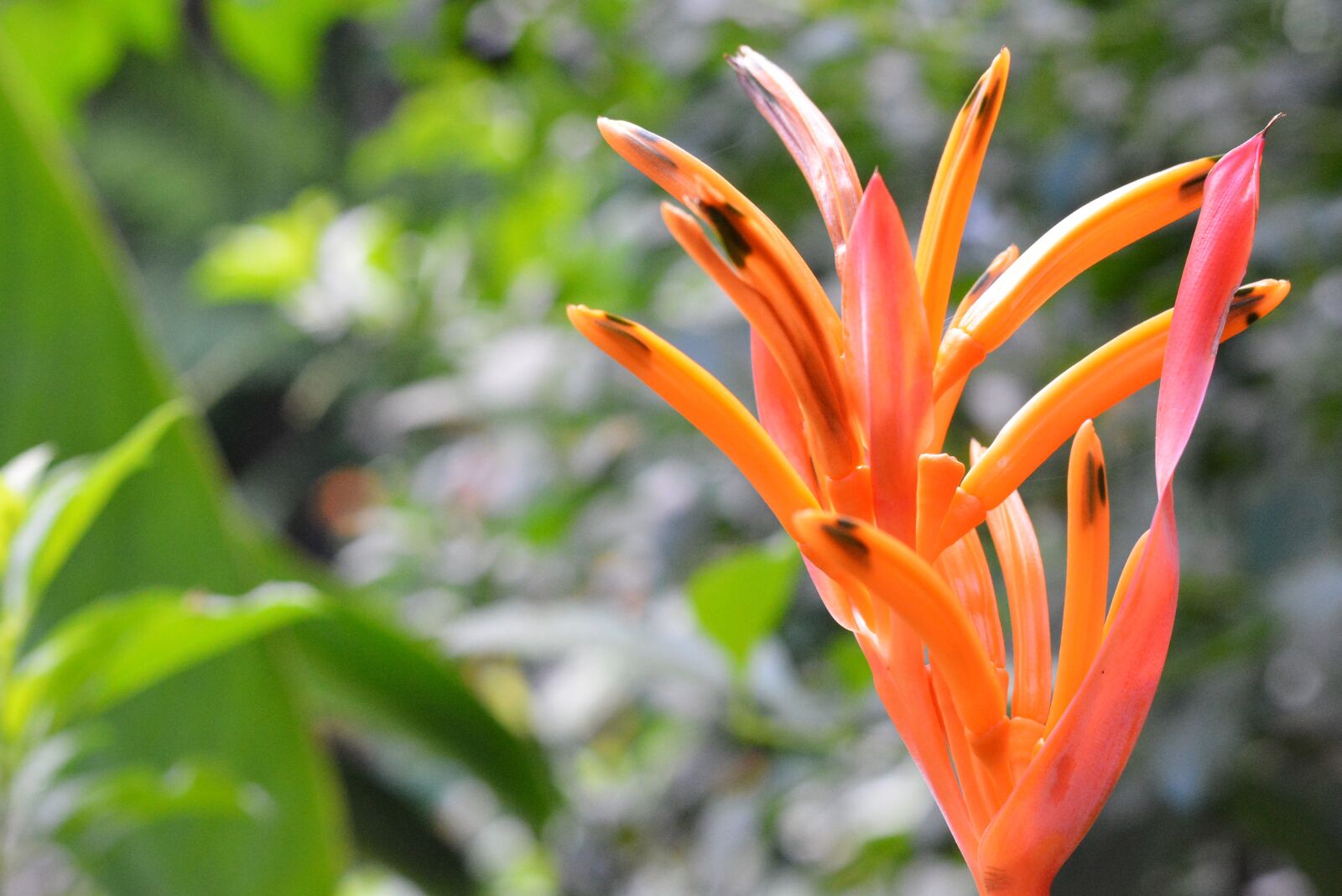 Nikon D5200 sample photo. Flower, bloom, blossom photography