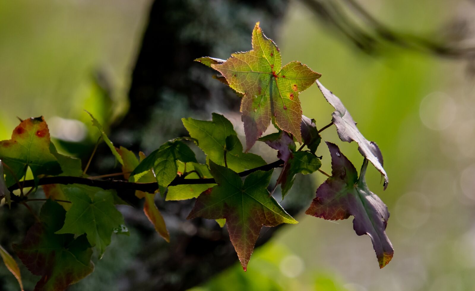 Canon EOS 200D (EOS Rebel SL2 / EOS Kiss X9) sample photo. Maple leaves, tree, branch photography