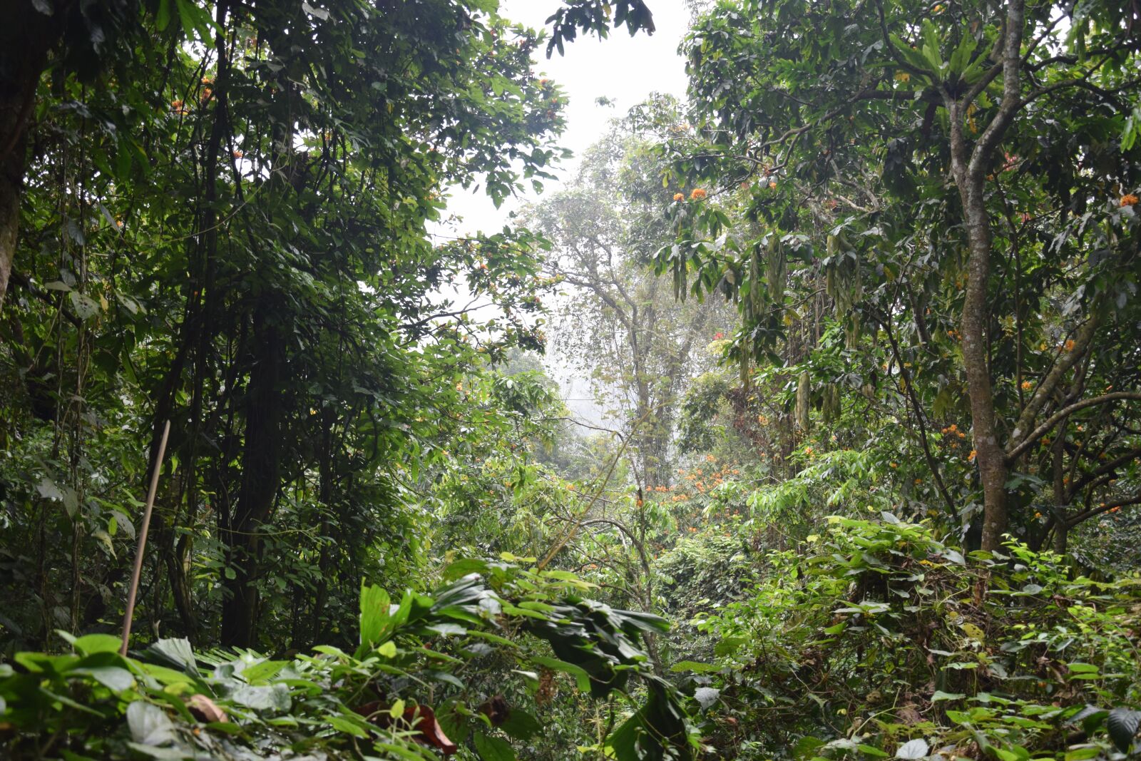 Nikon D3300 sample photo. Vietnam, tropical, nature photography