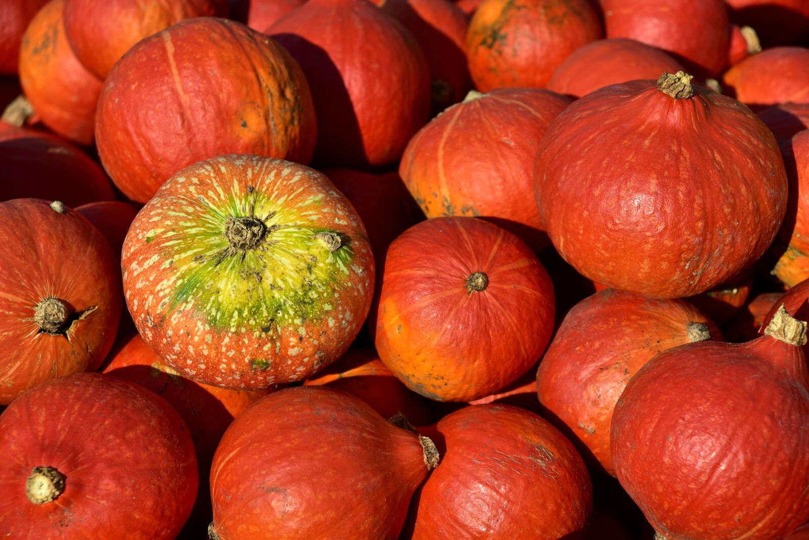 Nikon D750 sample photo. Pumpkin, hokkaido, orange photography