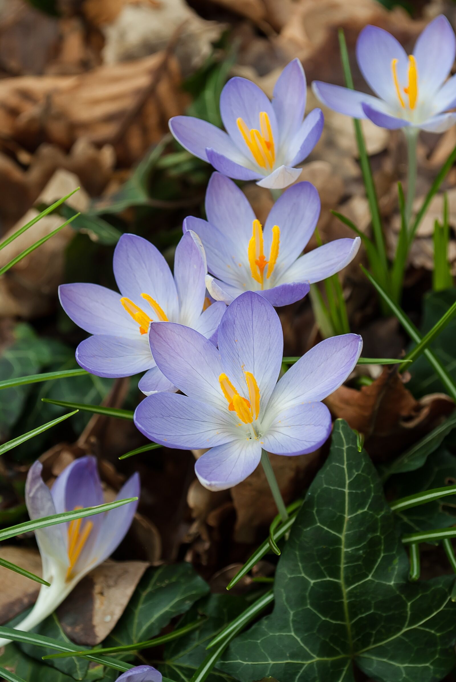 Nikon D3000 sample photo. Crocus, spring, crocuses photography