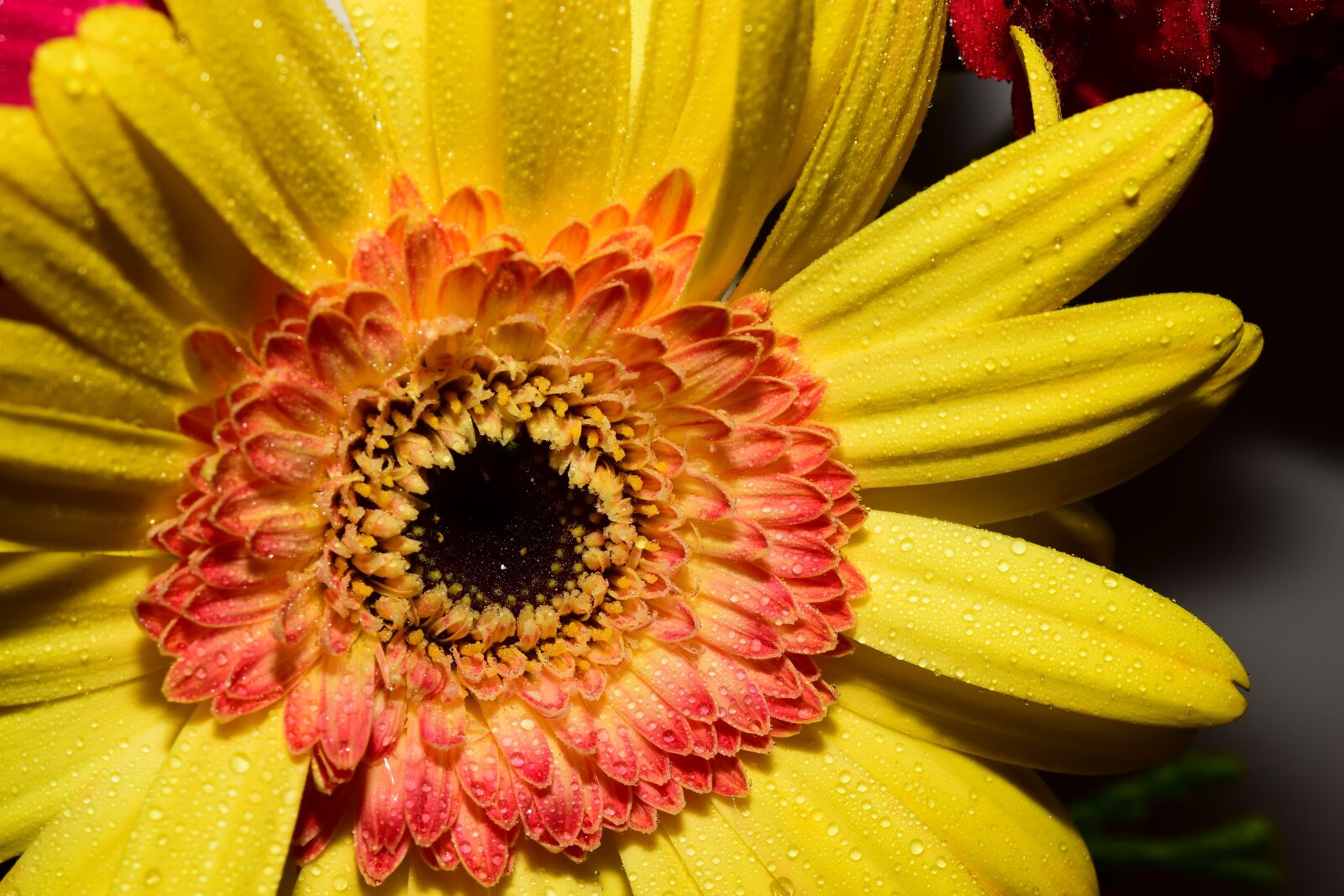 Nikon D5300 sample photo. Flower, gerbera, yellow photography