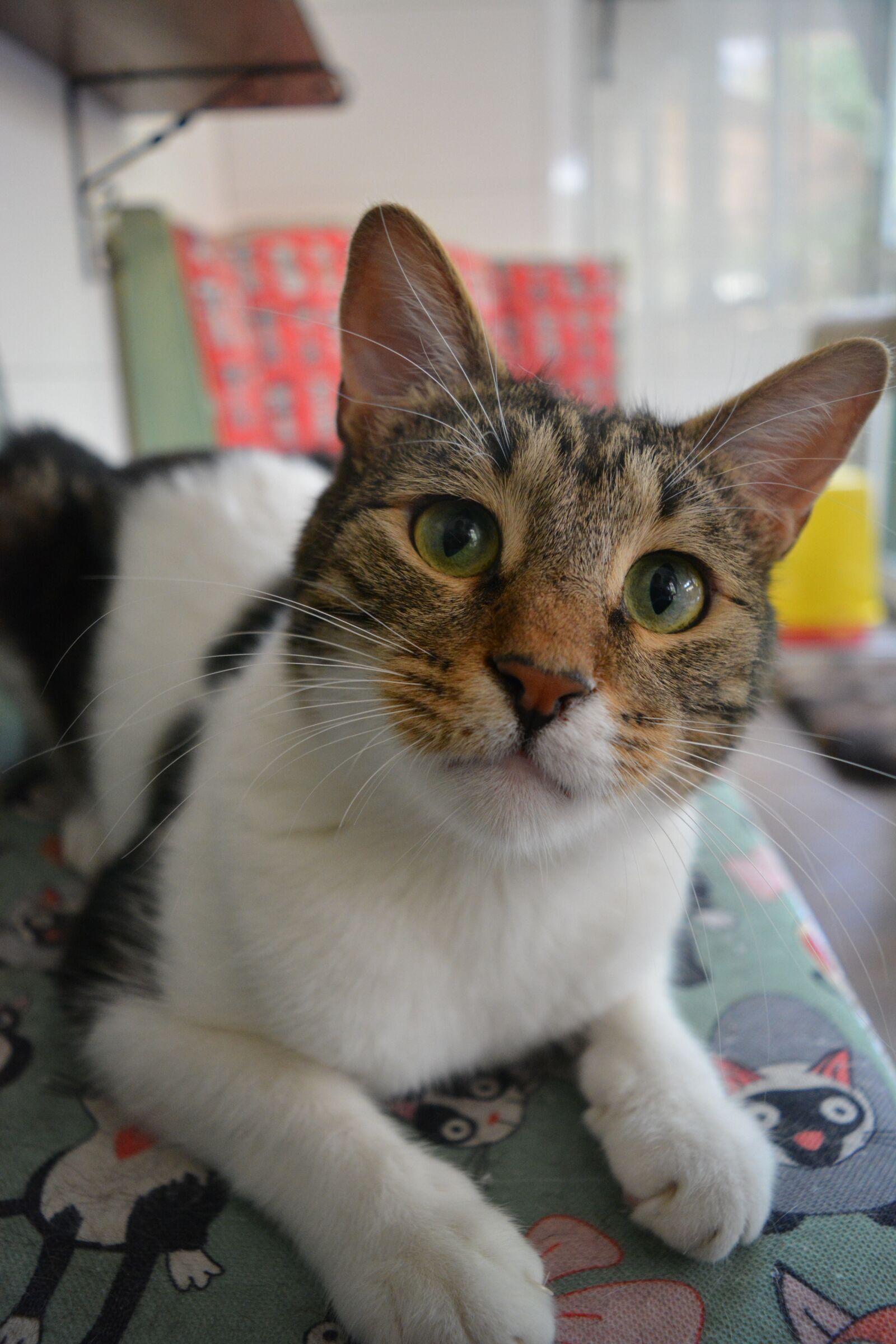 Nikon D5200 sample photo. Cat, portrait, animal photography