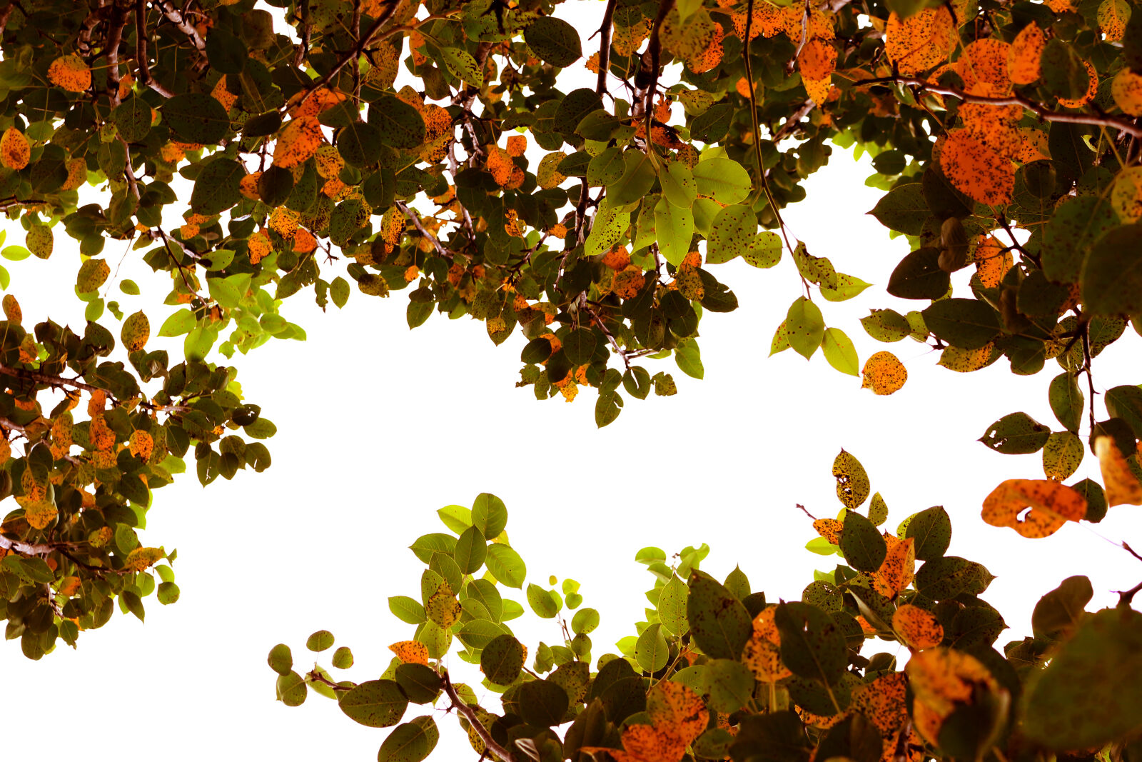 Canon EOS 100D (EOS Rebel SL1 / EOS Kiss X7) sample photo. Autumn, leaf, autumn, tree photography