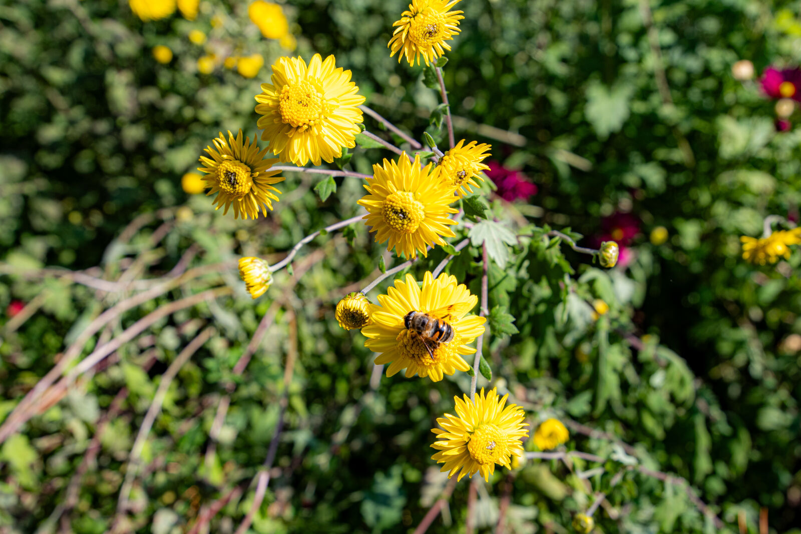 Tokina Opera 16-28mm F2.8 FF sample photo