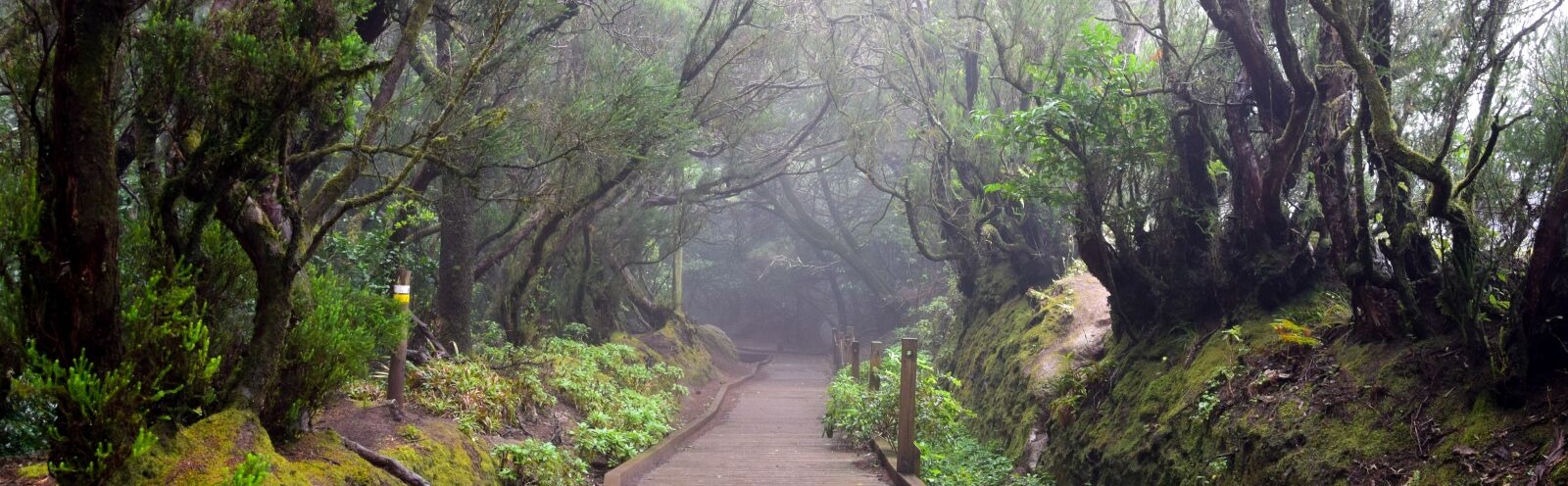 Nikon D5300 sample photo. Tenerife, anaga mountains, migratory photography
