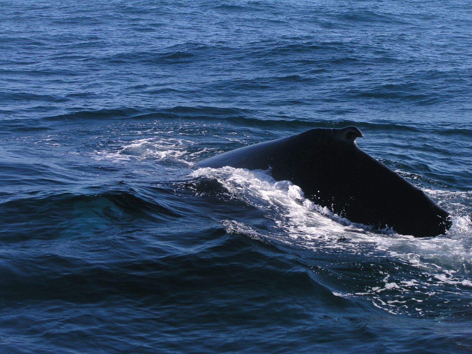 Olympus C5050Z sample photo. Ocean, humpback, whale photography