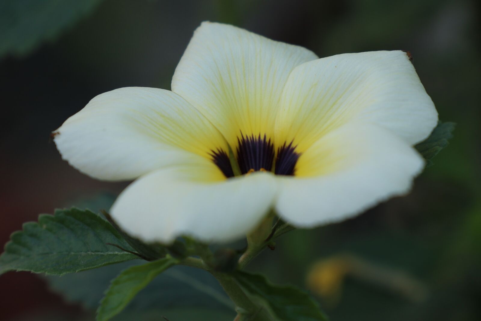 Canon EOS M6 sample photo. Pattern, bloom flower, yellow photography