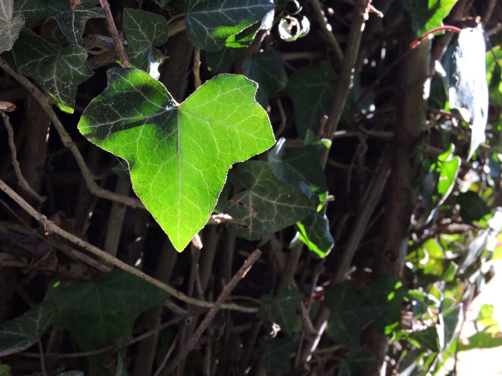 Nikon Coolpix P600 sample photo. Ivy, leaves, plants photography