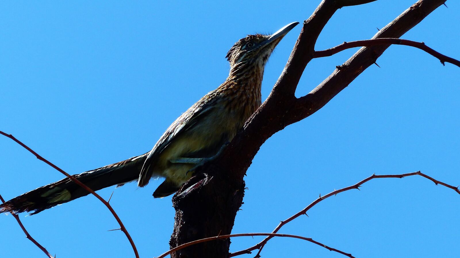Panasonic Lumix DMC-FZ200 sample photo. Bird, animal, plumage photography