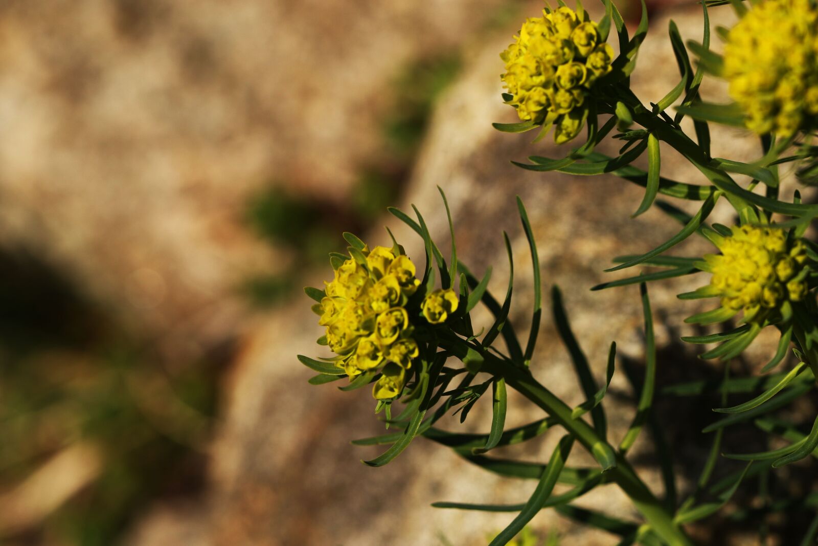 Canon EOS 7D Mark II sample photo. Flower, flora, yellow photography
