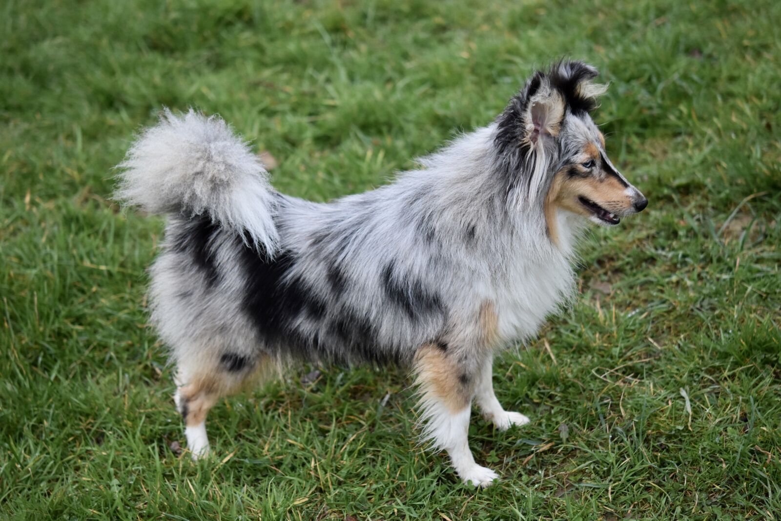 Nikon D5600 sample photo. Dog, bitch, bitch shetland photography