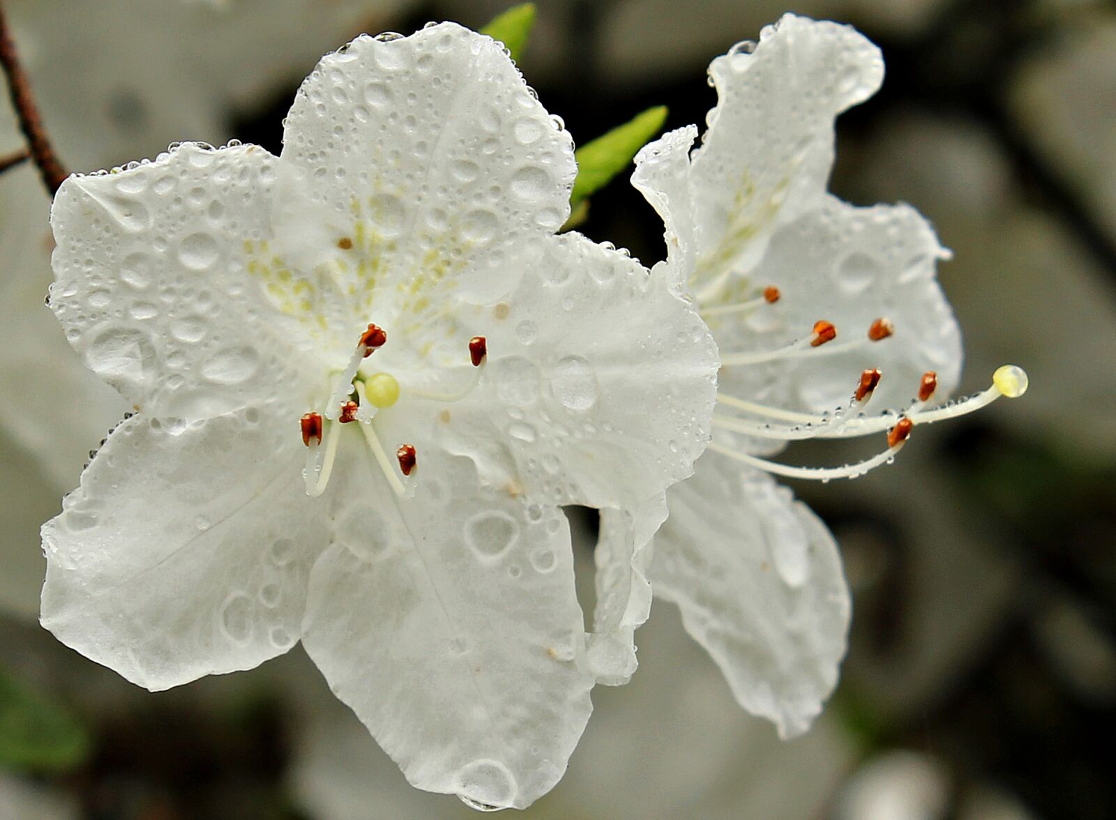 Canon EOS 550D (EOS Rebel T2i / EOS Kiss X4) sample photo. Rhododendron, plant, nature photography