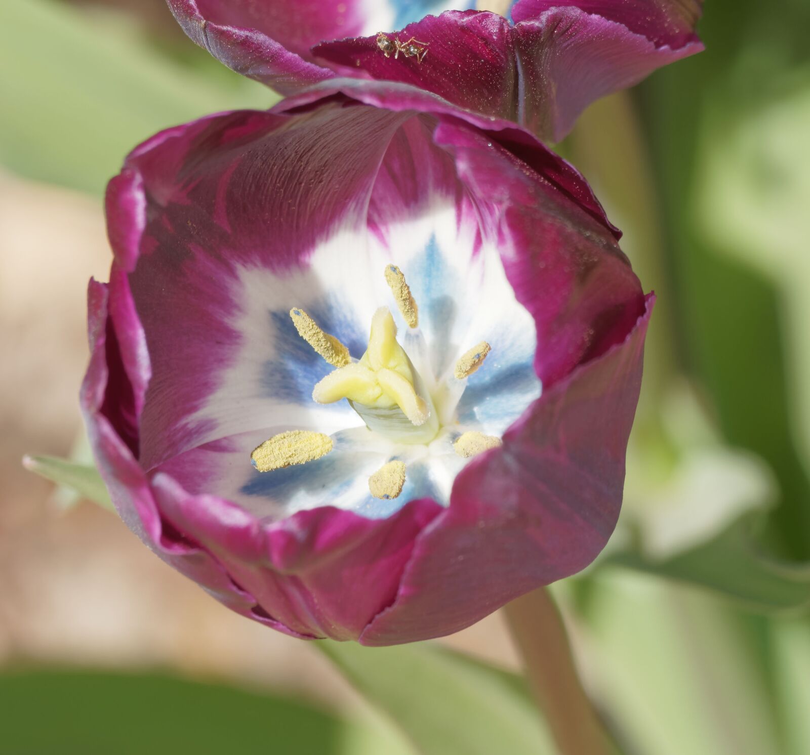 Olympus Zuiko Digital ED 70-300mm F4.0-5.6 sample photo. Flowers, tulip, tulip spring photography