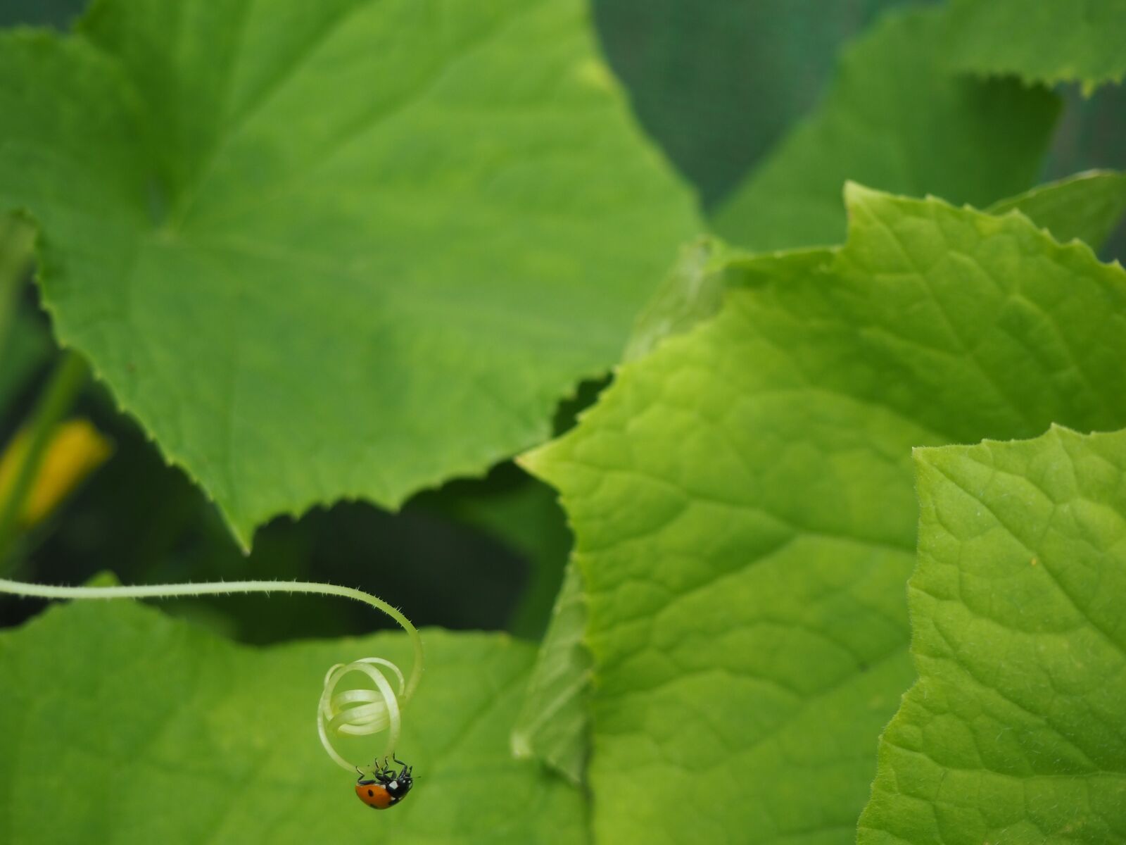 Olympus OM-D E-M10 III sample photo. Nature, ladybug, insect photography