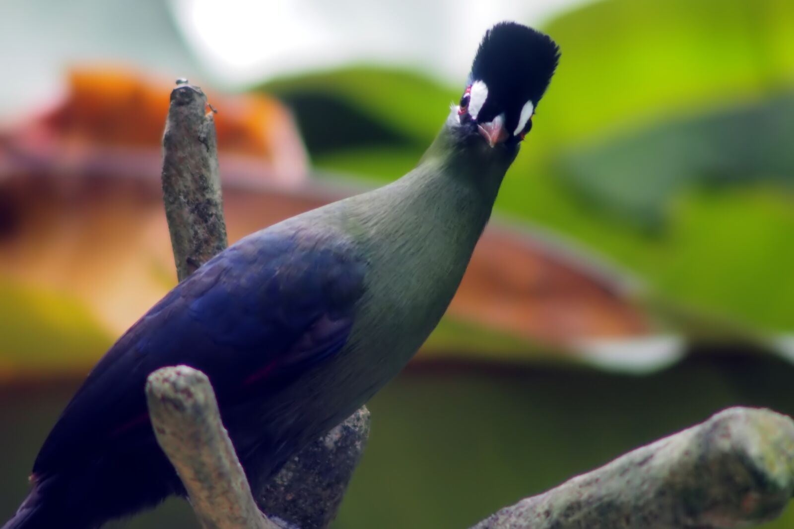 Olympus OM-D E-M1 sample photo. Bird, nature, wildlife photography
