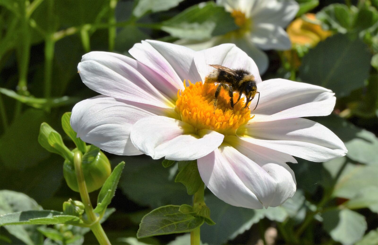 Nikon D3300 sample photo. Bee, nature, insect photography