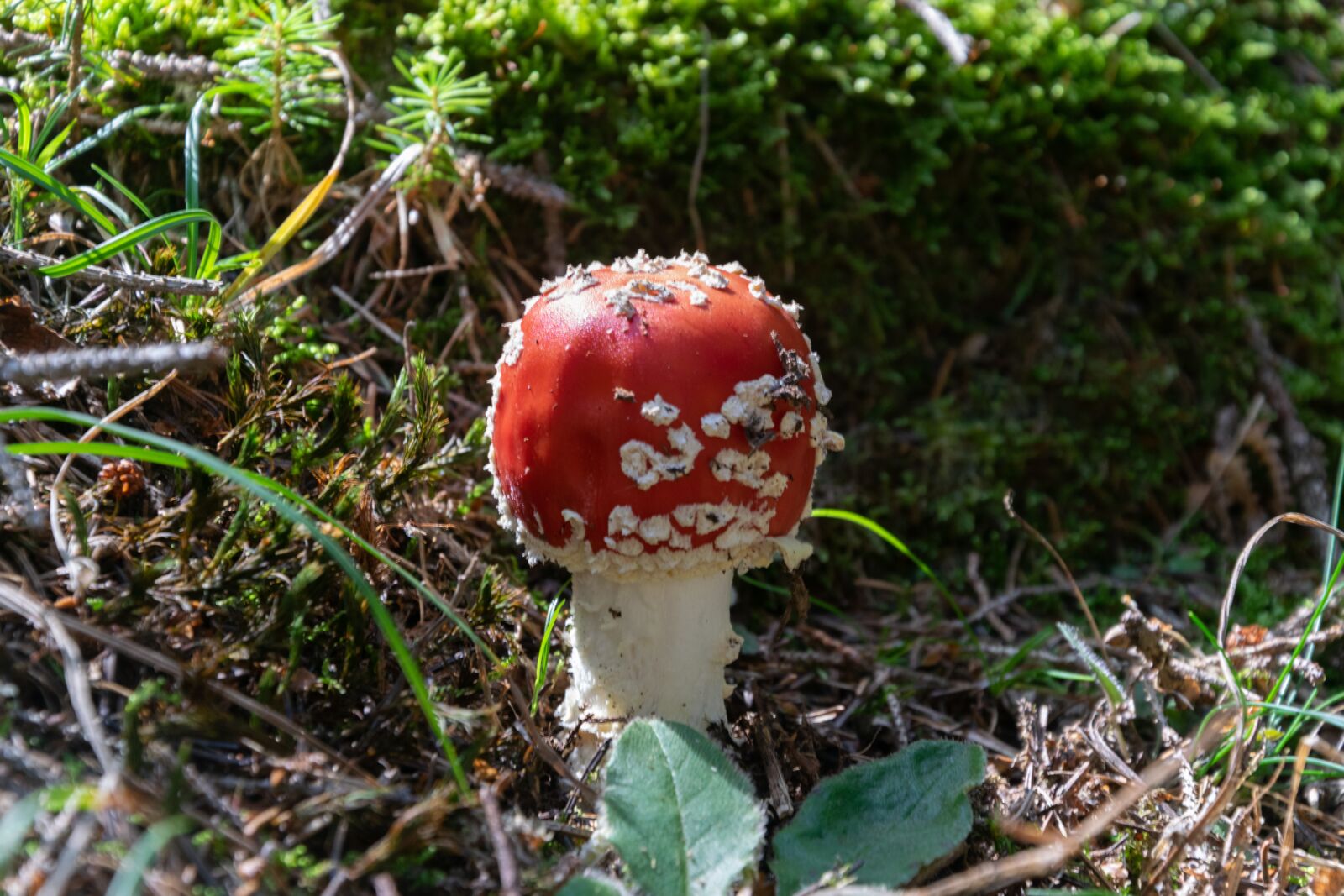 Nikon D3300 sample photo. Mushroom, forest, autumn photography