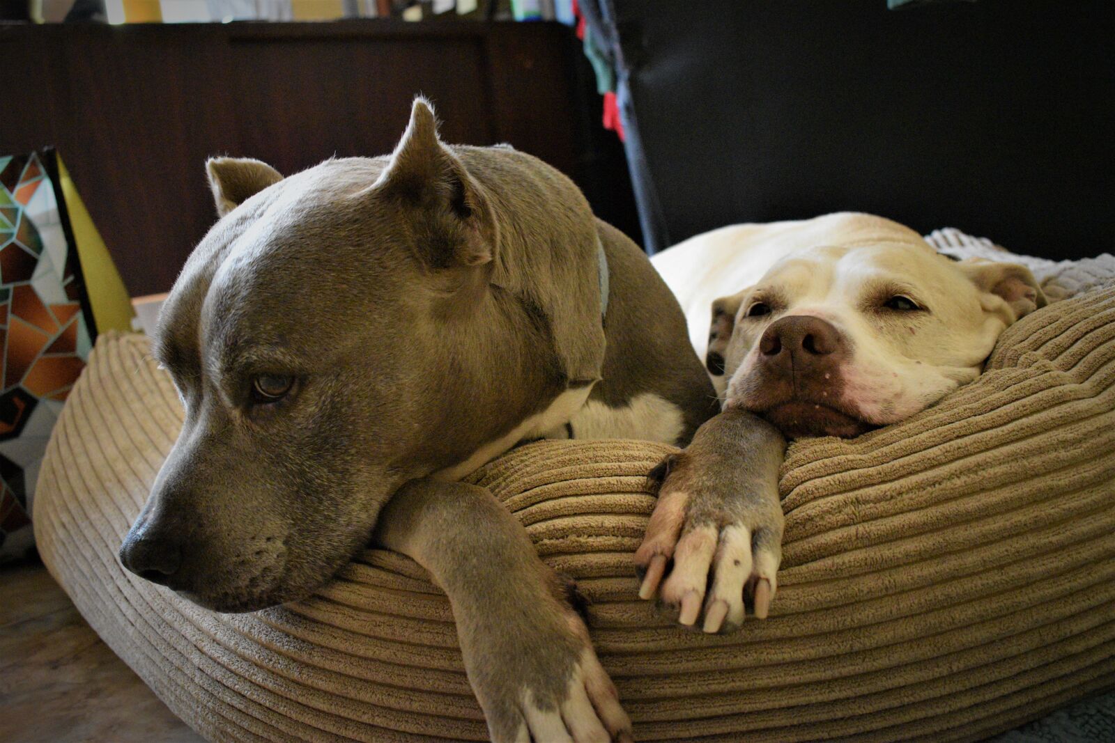 Nikon D3500 sample photo. Pit bull, terrier, resting photography