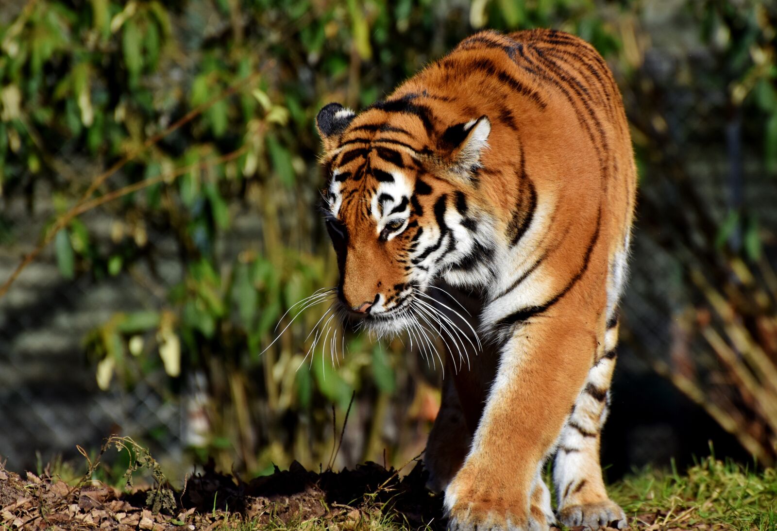 Nikon D7200 sample photo. Tiger, big cat, predator photography