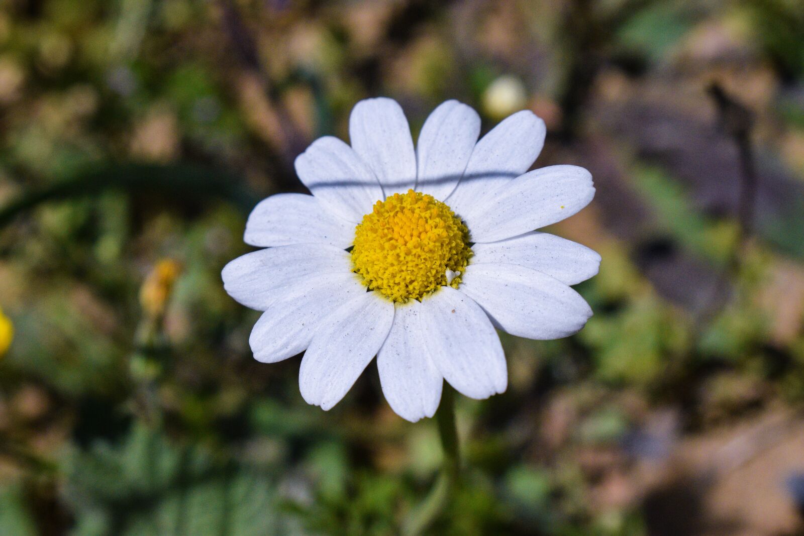 Nikon D3300 sample photo. Flower, daisy, nature photography