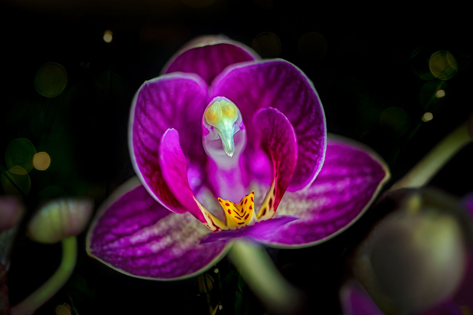 Nikon D3S sample photo. Flower, orchid, plant photography