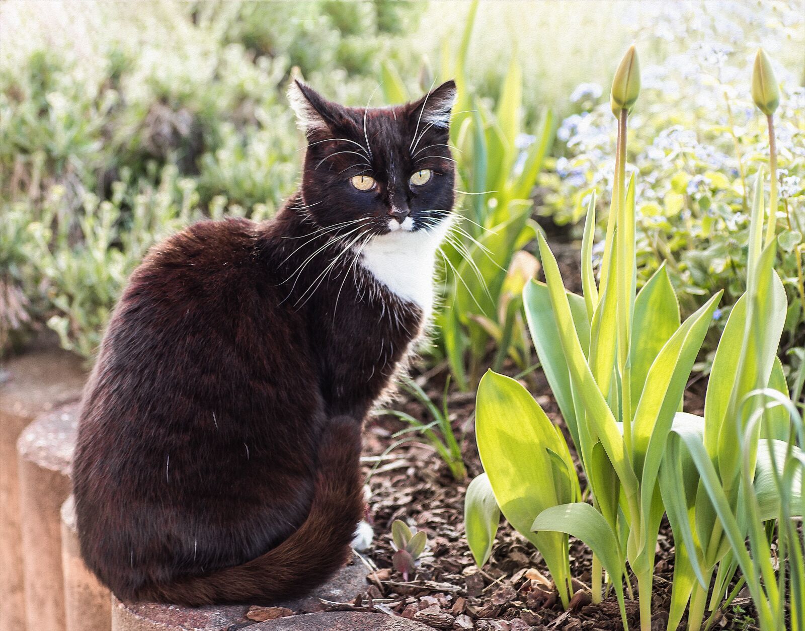 Canon EOS 6D sample photo. Cat, domestic cat, garden photography
