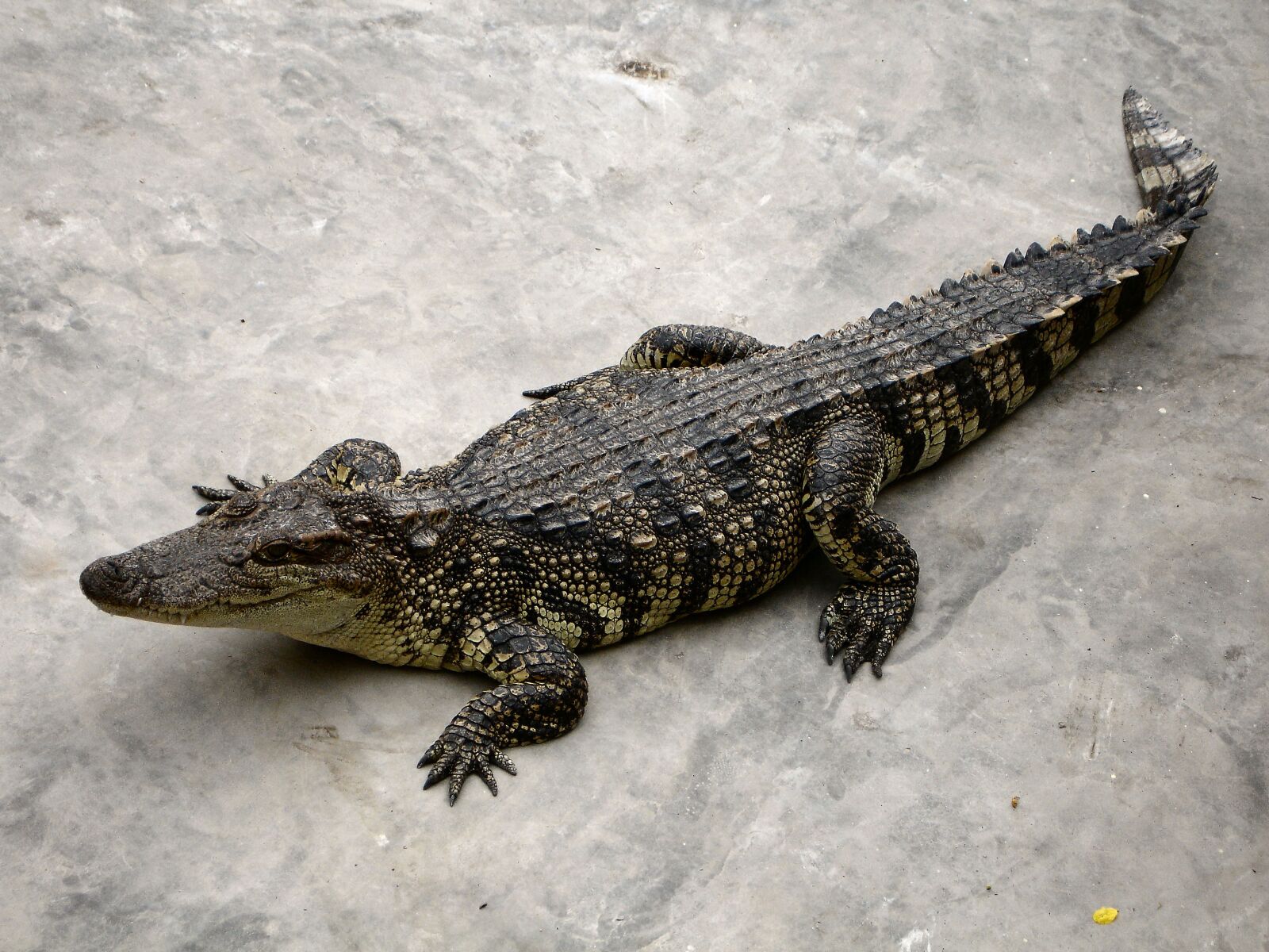 Sony DSC-P200 sample photo. Alligator, reptile, dangerous photography