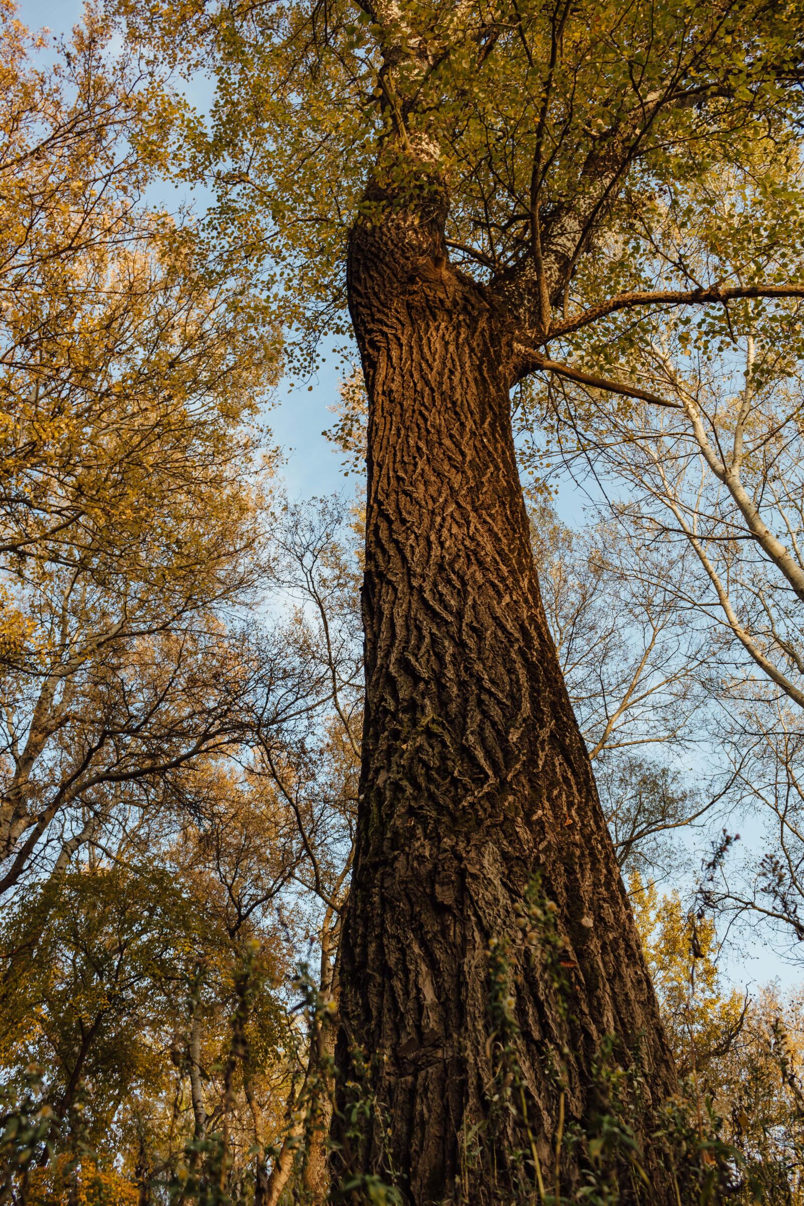 Canon EF-S 18-55mm F3.5-5.6 IS sample photo. Tall, tree, bark, trees photography