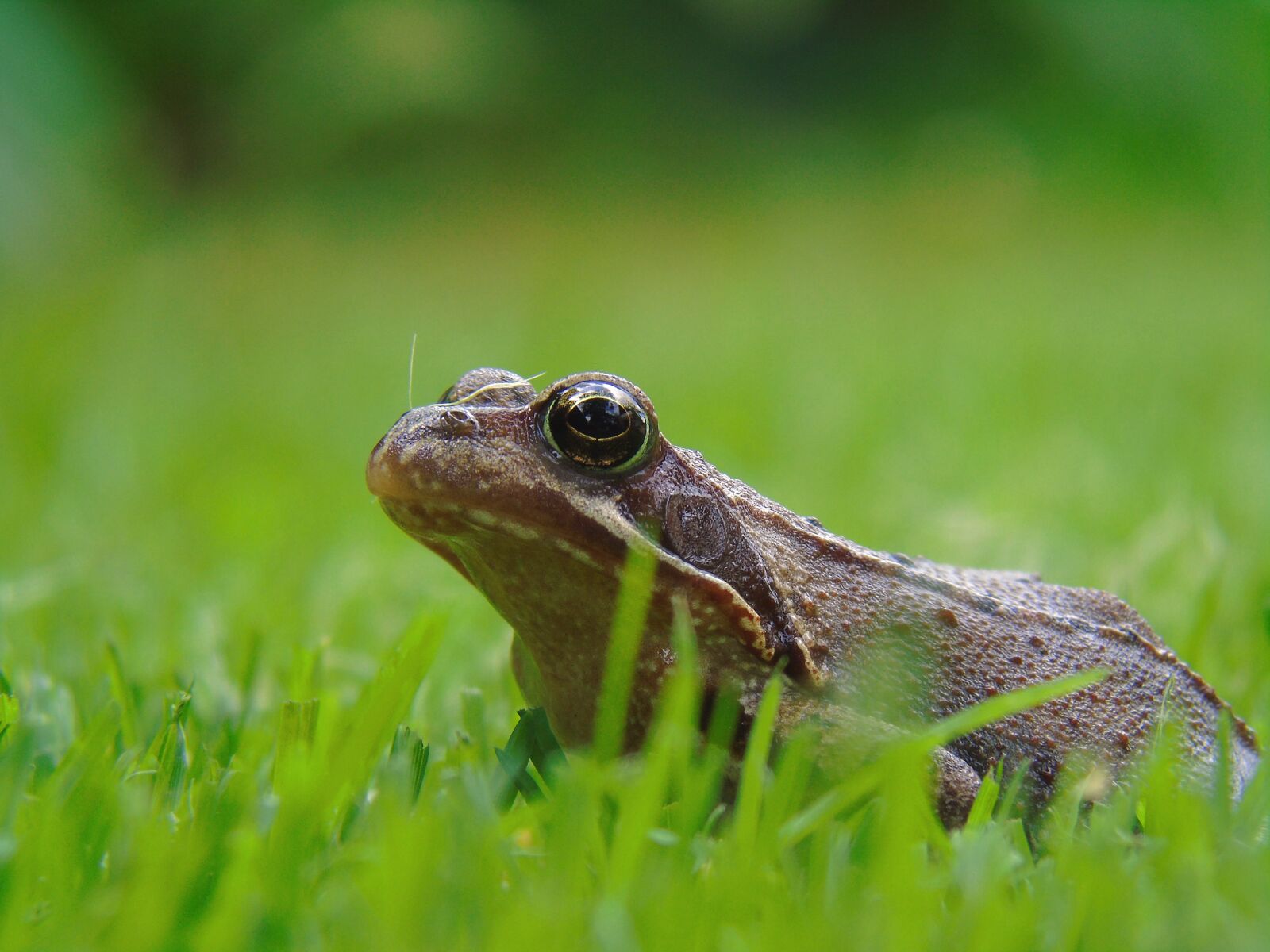 Sony Cyber-shot DSC-H400 sample photo. Frog pond, frog, amphibian photography