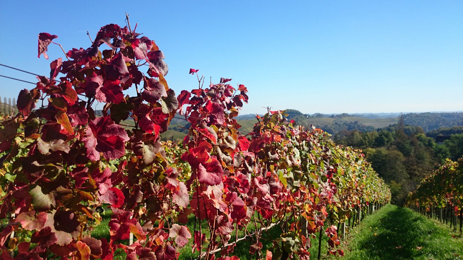 Sony Xperia Z1 sample photo. Vines, vine leaves, fall photography