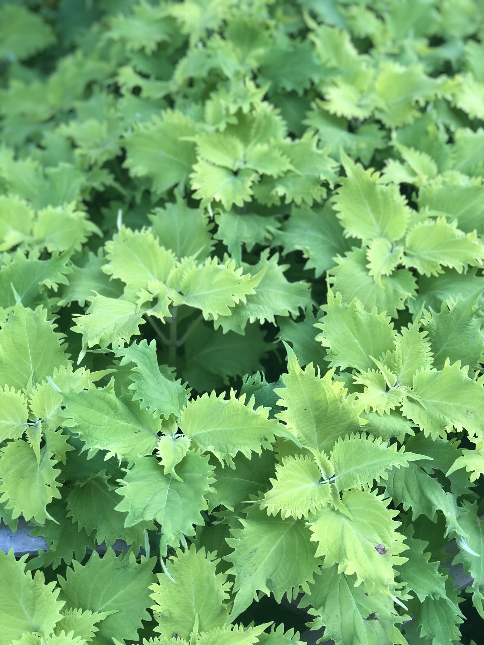 iPhone X back dual camera 6mm f/2.4 sample photo. Leaf, green, grow photography