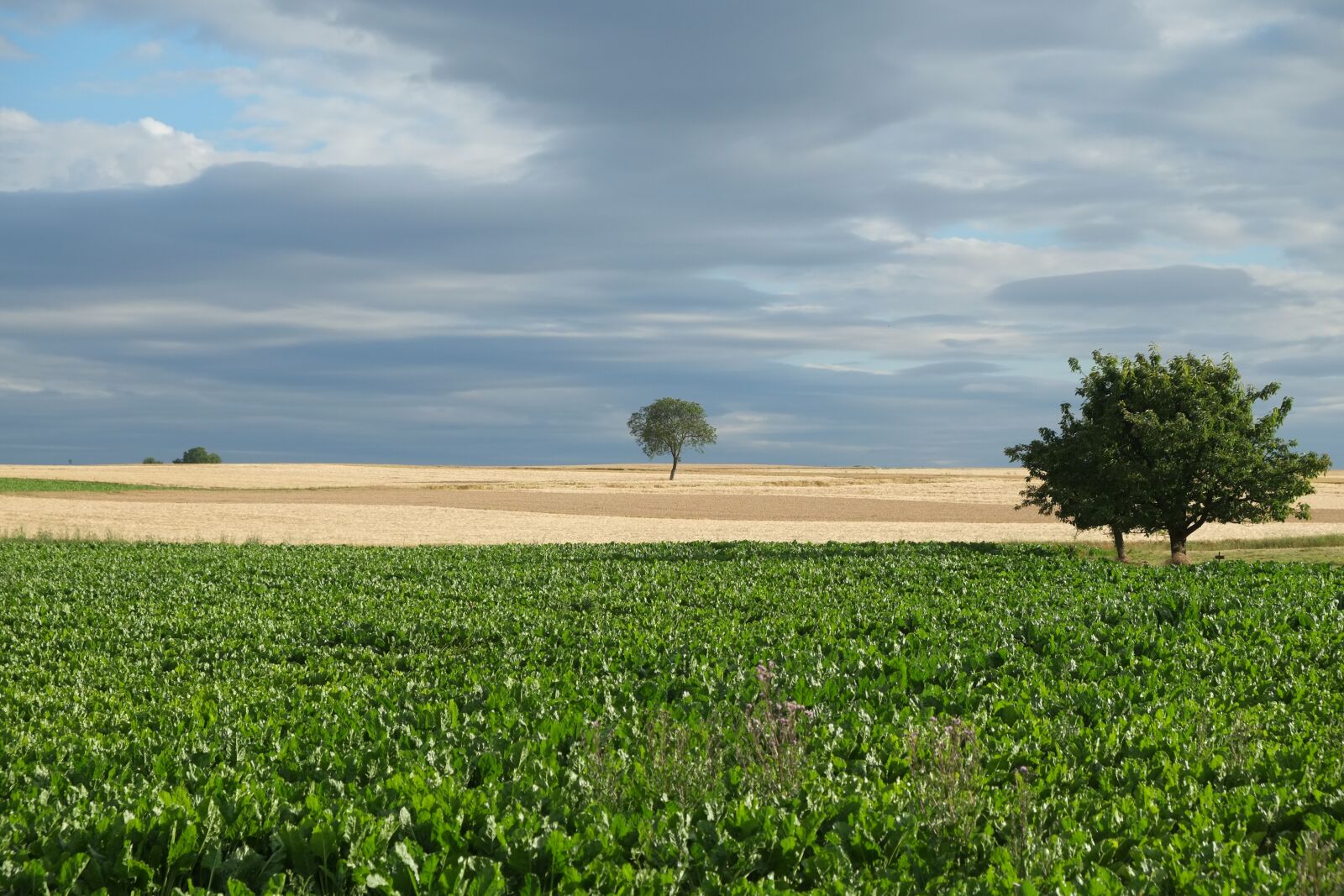 Fujifilm X-E1 sample photo. Trees, summer, nature photography