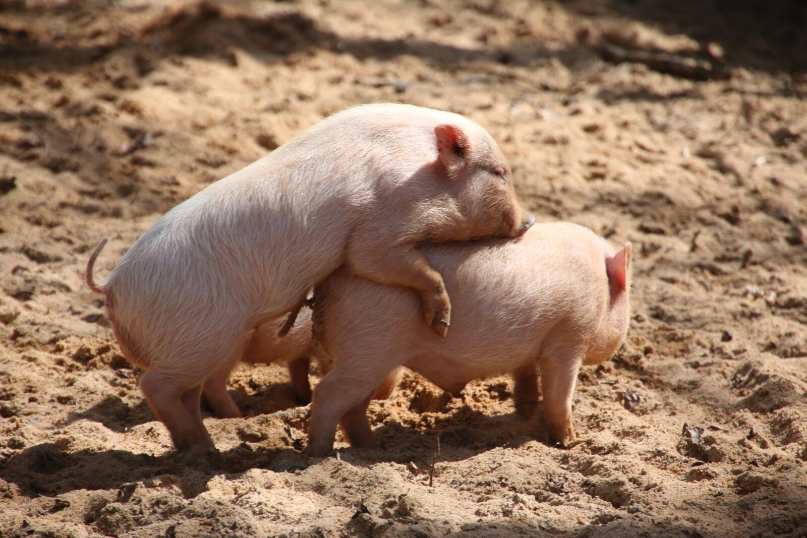 Canon EOS 70D sample photo. Animal world, pig, miniature photography
