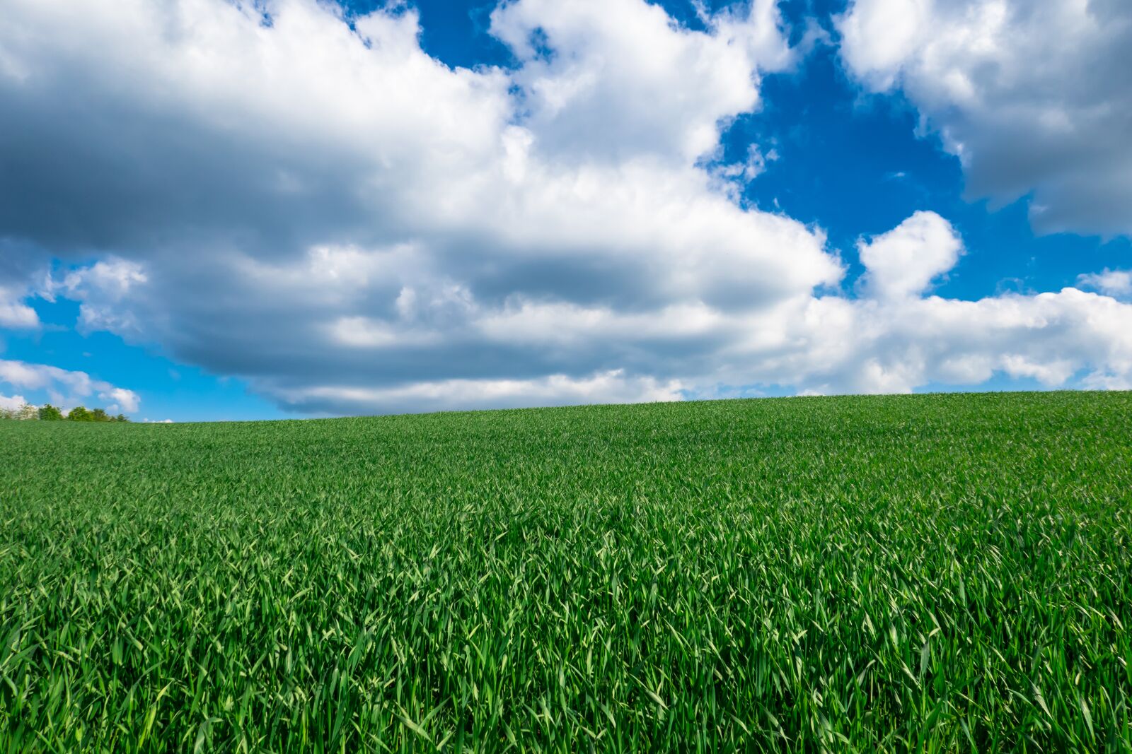 Canon PowerShot G3 X sample photo. Barley, sky, clouds photography