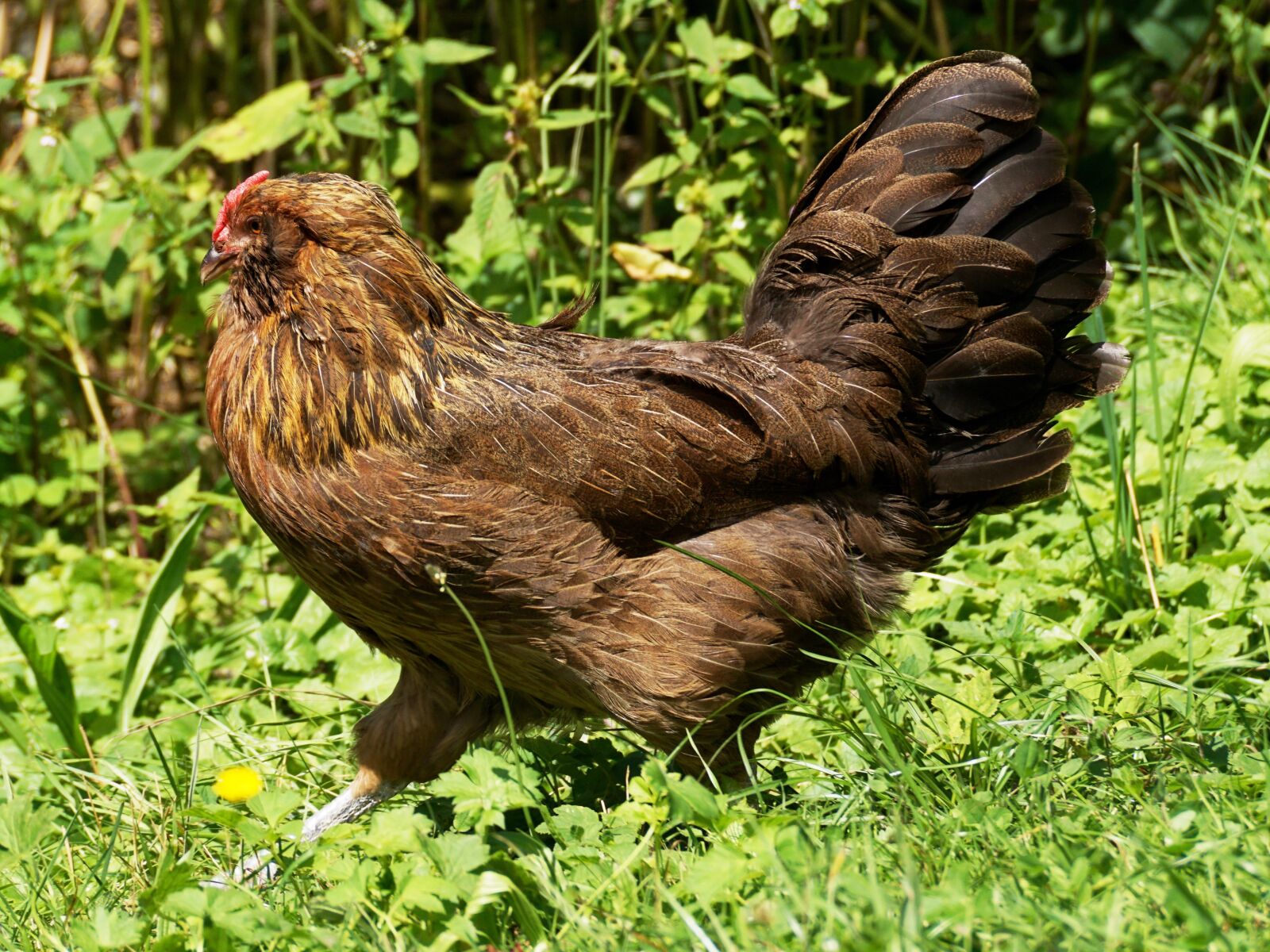 Sony DT 55-300mm F4.5-5.6 SAM sample photo. Chicken, bird, agriculture photography