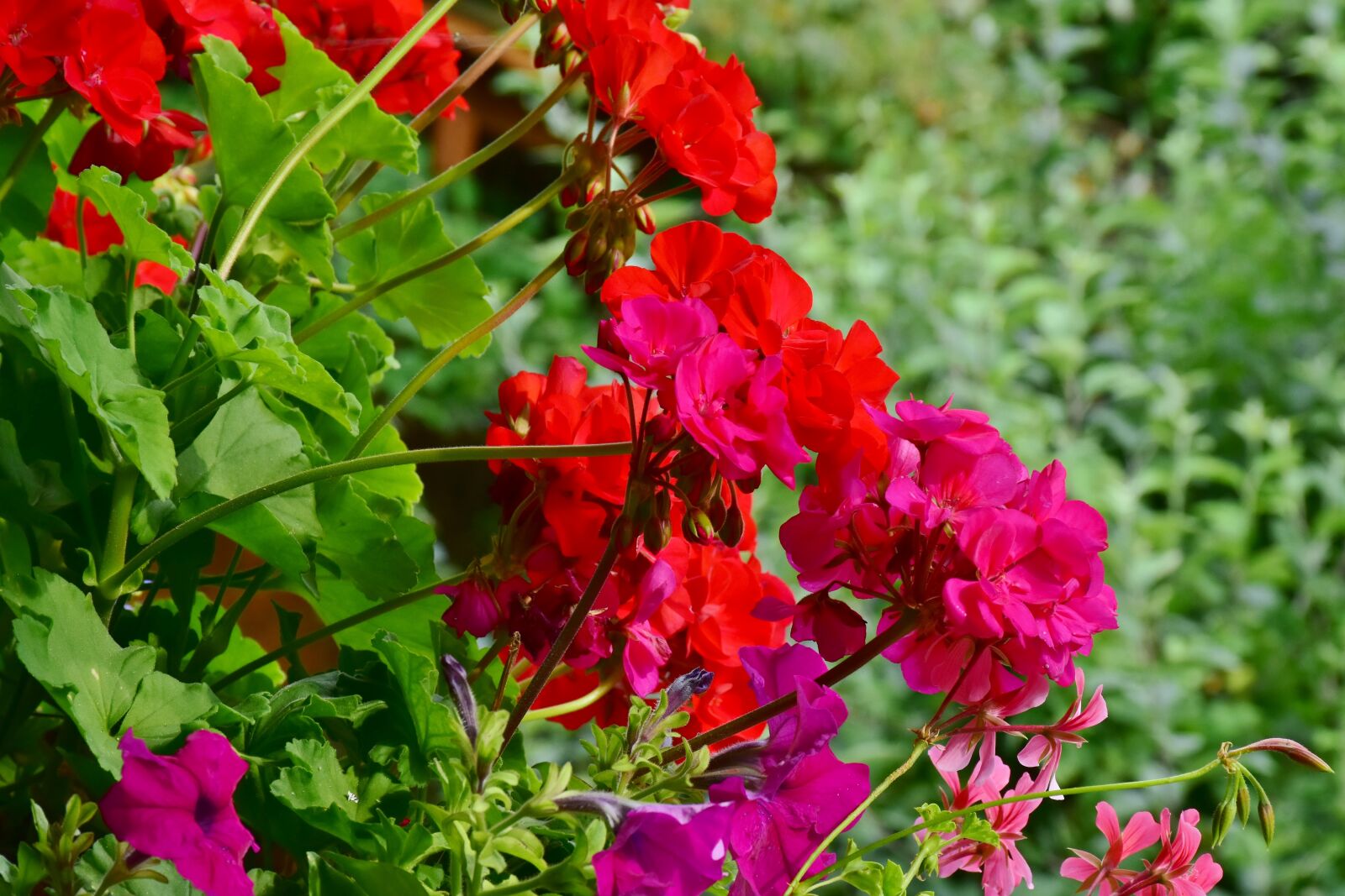 Nikon D7200 sample photo. Geranium, balcony plant, flowers photography